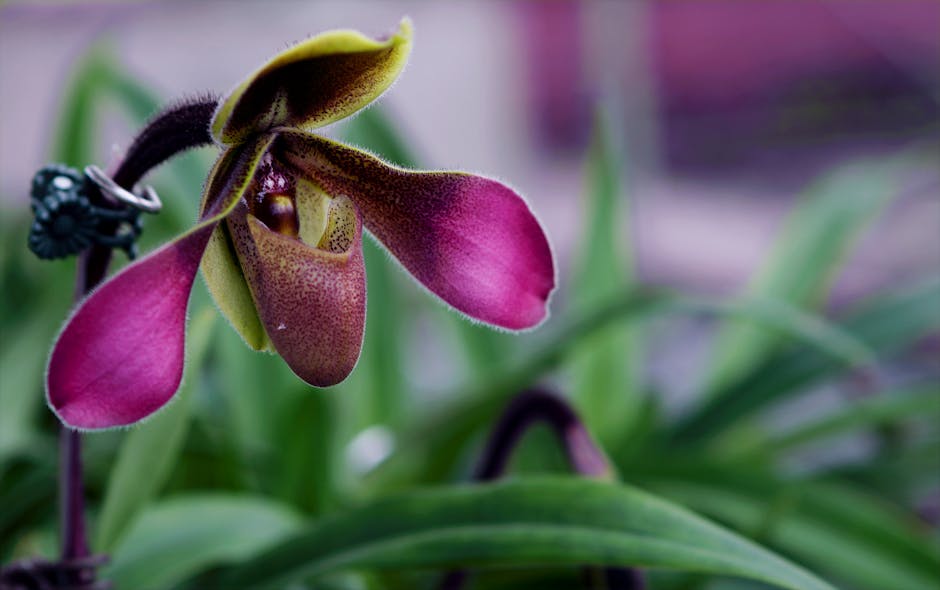 Detailed macro shot of a vibrant pink orchid bloom with rich green leaves in the background.