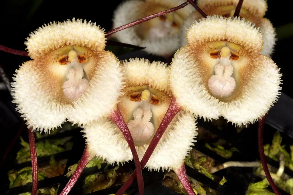 orquídea com cara de macaco
