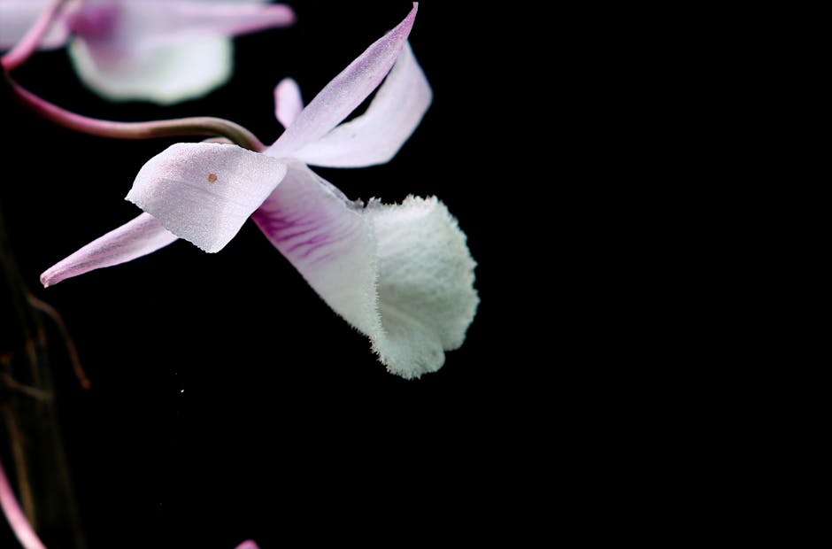 Elegant close-up of a soft pink orchid blossom against a black background, highlighting its intricate details.