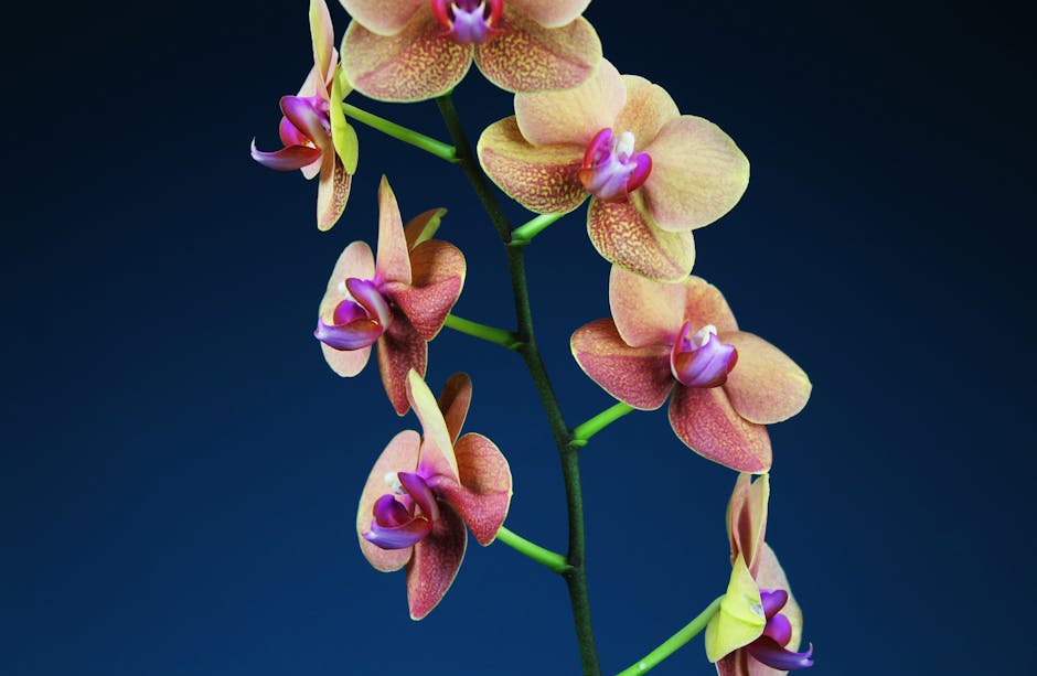 Close-up of vibrant orchids displaying natural beauty against a deep blue background. Perfect for nature photography.