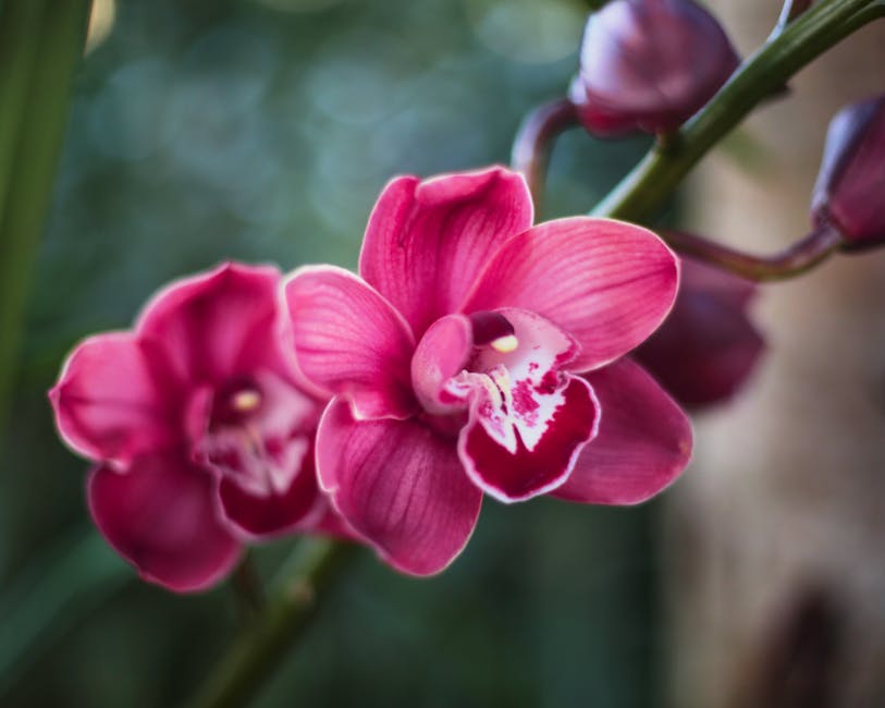 Vibrant pink orchids captured in detail, showcasing nature's elegance and beauty.
