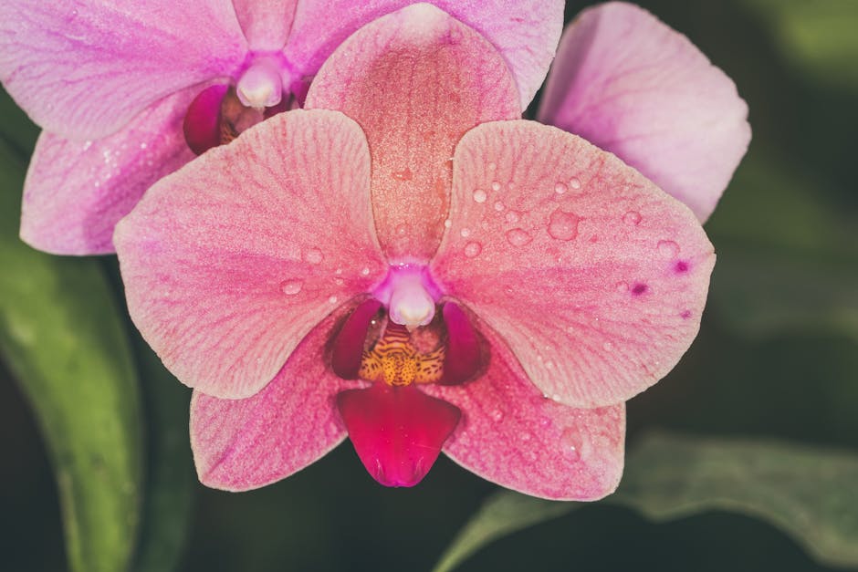 Orquídeas Phalaenopsis: Segredos para Cultivar com Sucesso