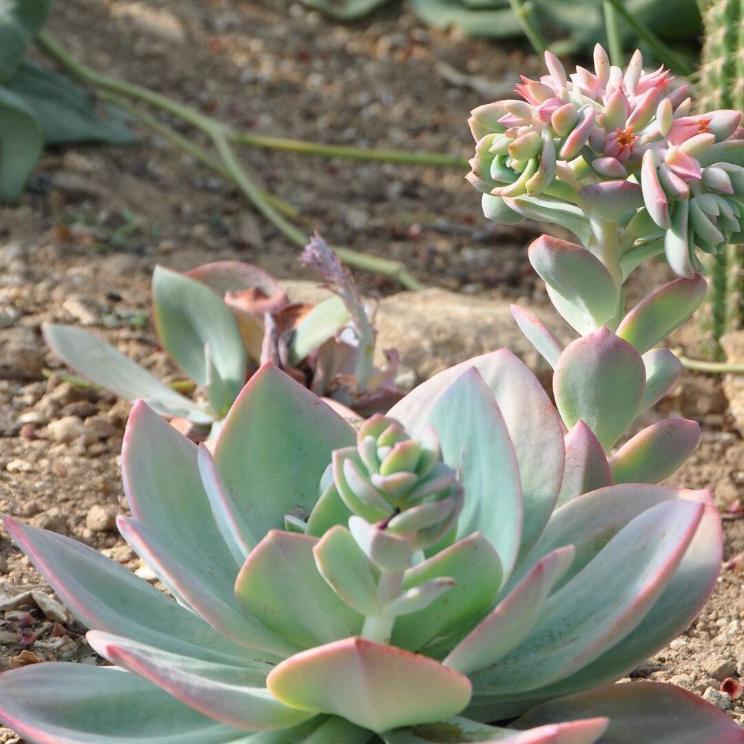 Suculentas gigantes em vasos: guia definitivo para cultivar rosetas de 40 cm sem erro - Imagem do artigo original