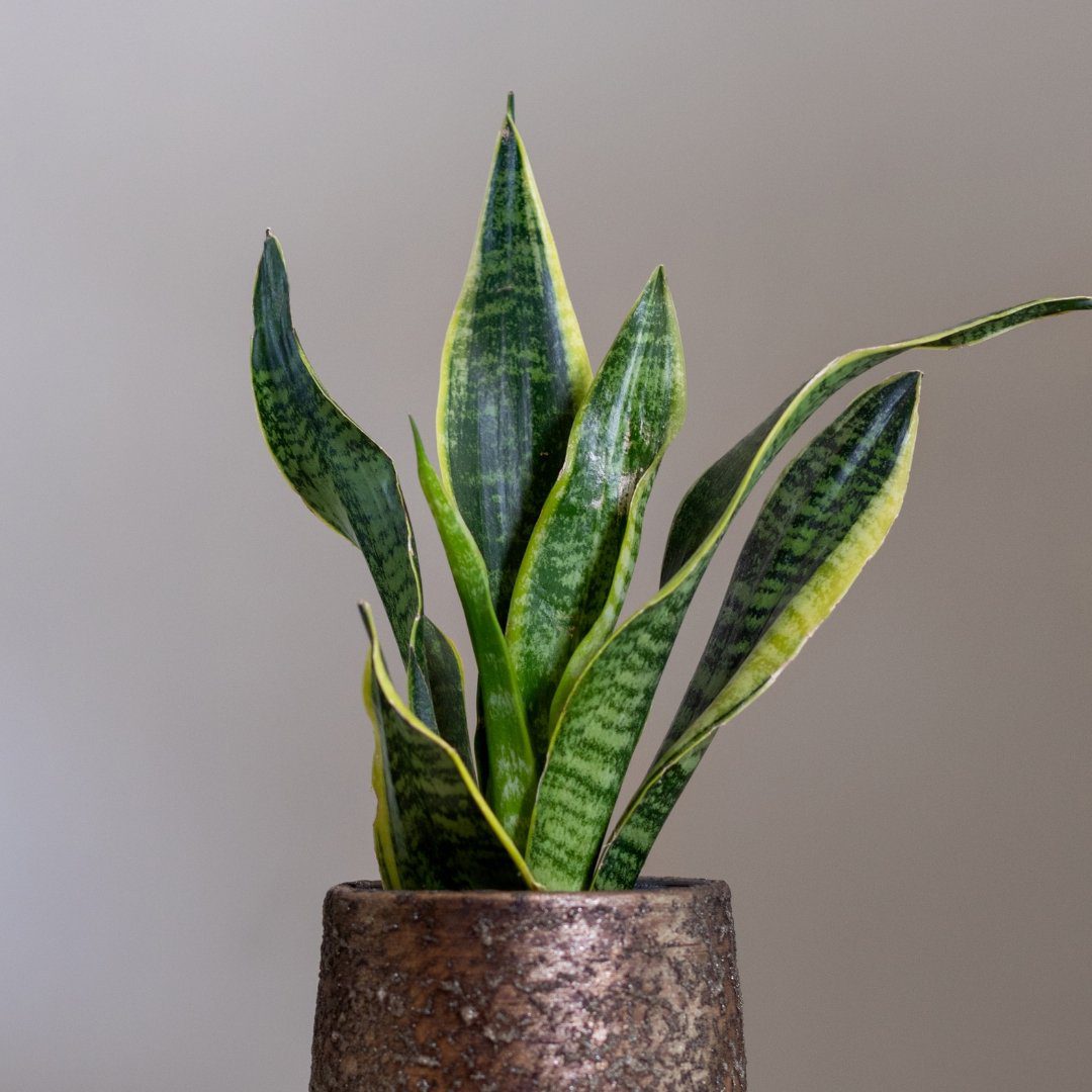 7 Plantas da Prosperidade que Transformam Seu Ano Novo em Verde e Abundância - Imagem do artigo original