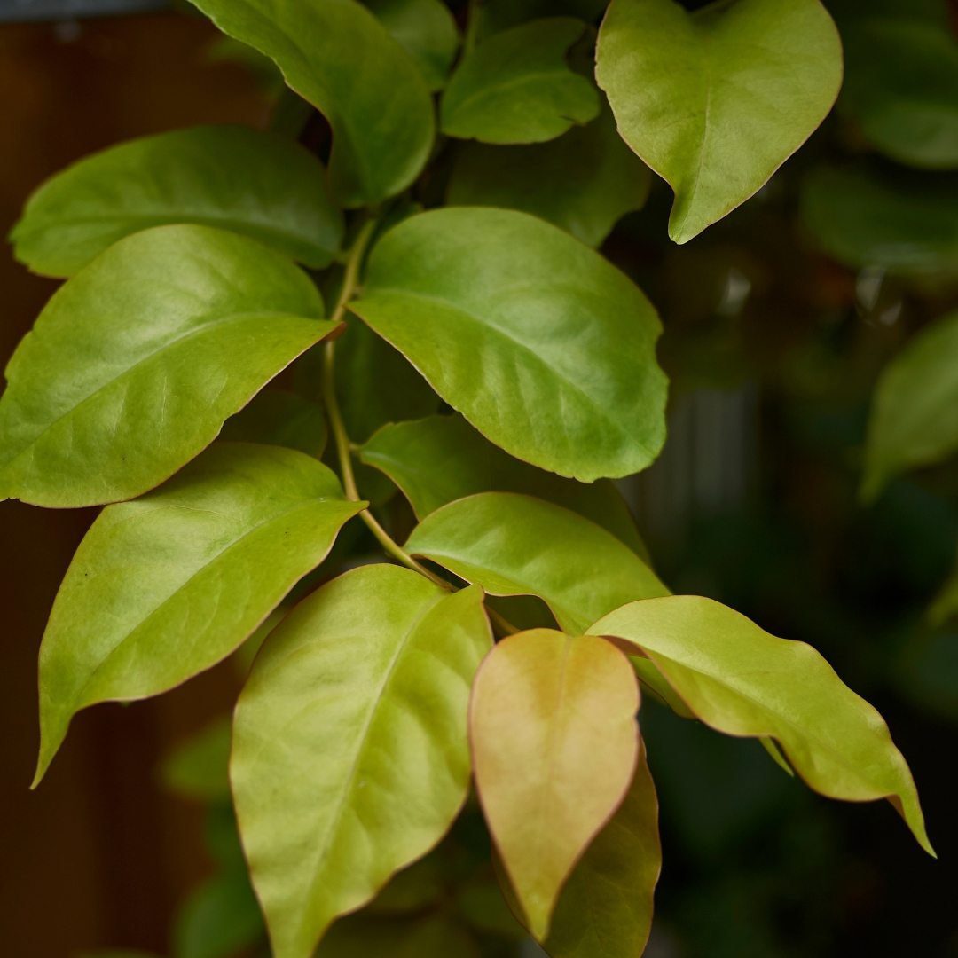 PANC: descubra como diversificar a alimentação com plantas pouco exploradas - Imagem do artigo original