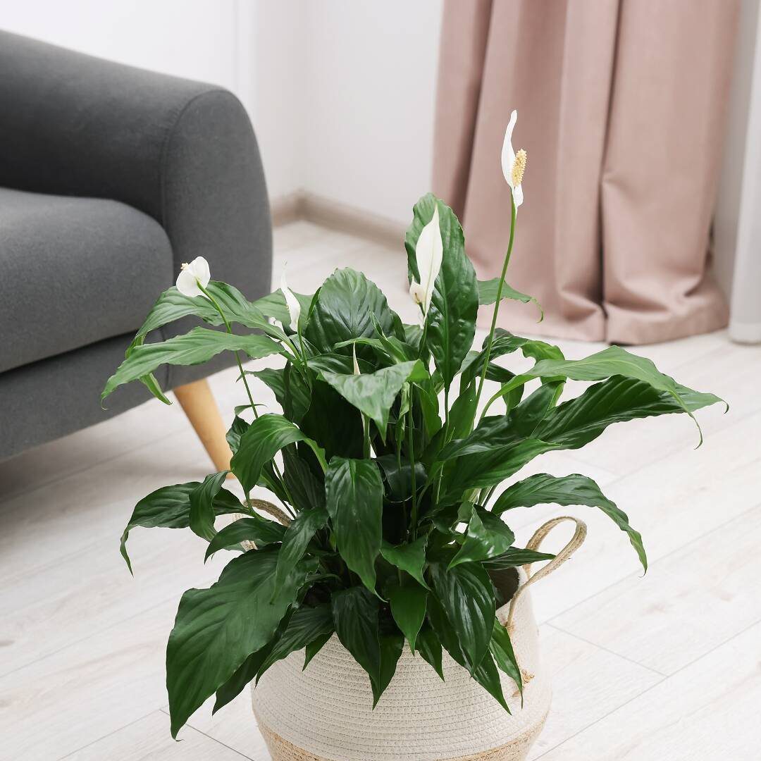 Descubra como cultivar lírio-da-paz: tipos, cuidados e erros a evitar - Imagem do artigo original