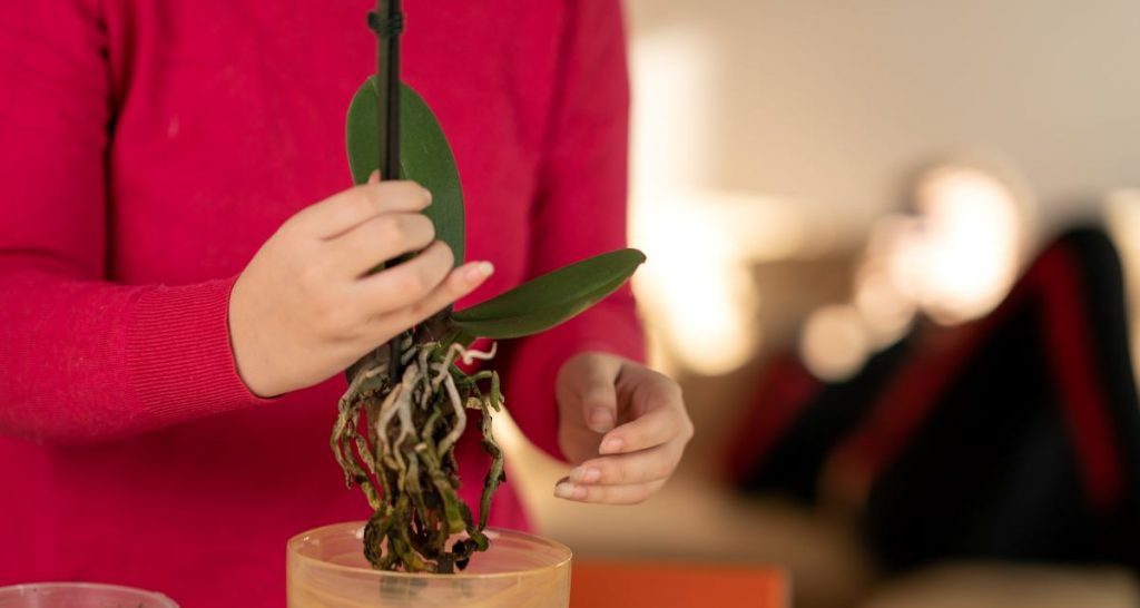 cuidados orquídea Phalaenopsis