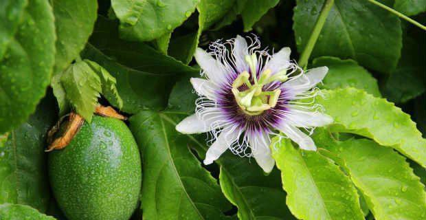 Como plantar orquídeas em árvores – Blog Plantei - Imagem do artigo original