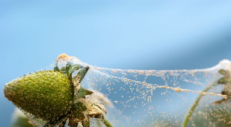 Ácaros nas Plantas: guia definitivo de identificação, controle e prevenção - Imagem do artigo original