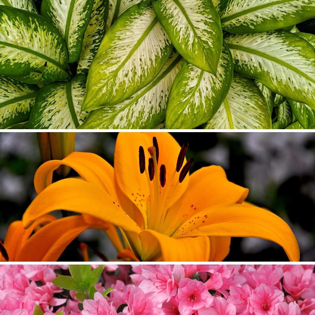 Plantas Tóxicas: descubra agora como blindar seus pets sem abrir mão do verde - Imagem do artigo original