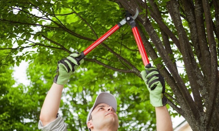 Ferramentas de Jardinagem: Guia Completo para Escolher e Usar sem Erro - Imagem do artigo original