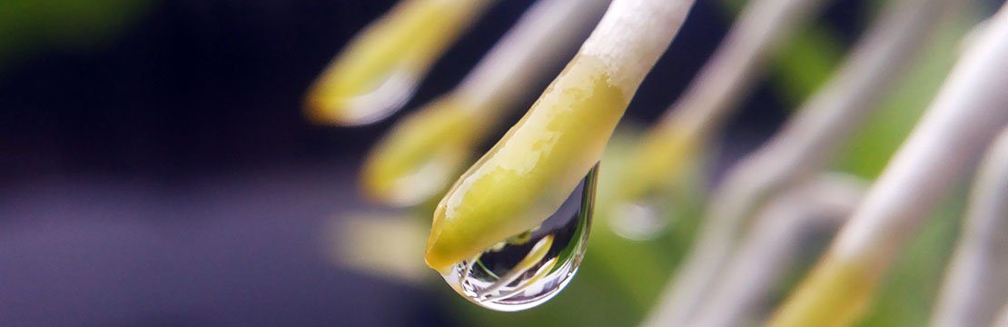 Regador para Orquídeas: como escolher, usar e garantir folhas sempre saudáveis - Imagem do artigo original