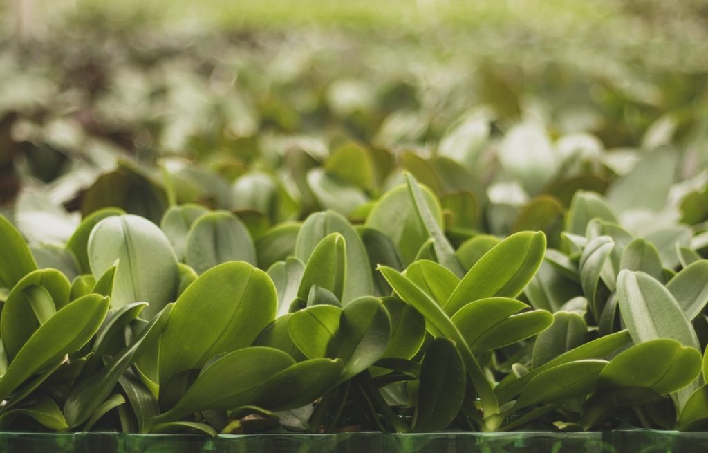 Tudo o que você precisa saber antes de investir em sementes de Phalaenopsis - Imagem do artigo original