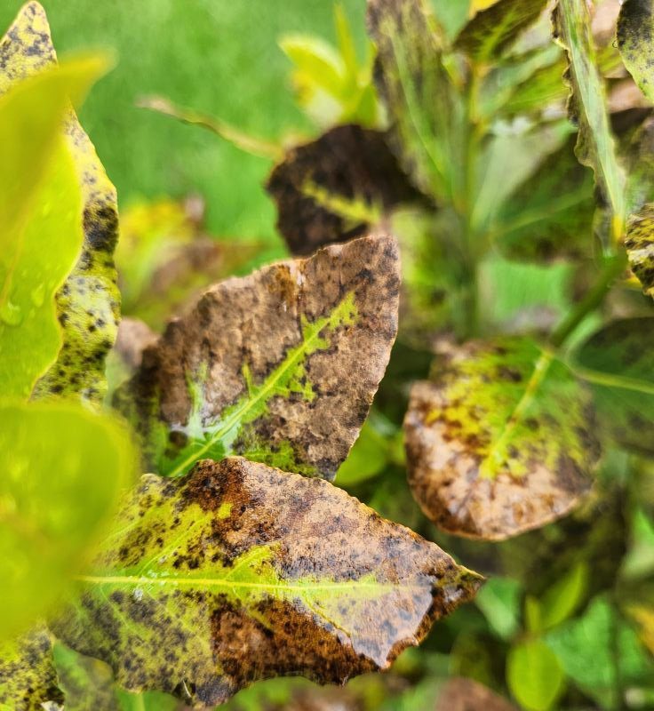 Louro com manchas escuras: guia definitivo para salvar sua planta em casa - Imagem do artigo original