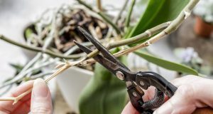 Aprenda a produzir mudas de orquídeas Phalaenopsis sem erro: guia completo e tabelas práticas - Imagem do artigo