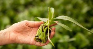Raízes aéreas de orquídeas: guia completo para nutrir, podar e evitar danos - Imagem do artigo