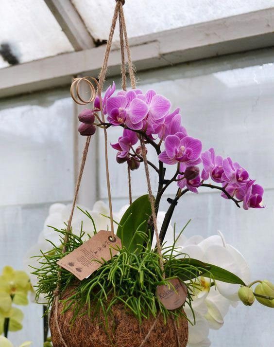 Kokedama para Phalaenopsis: 4 formas de posicionar sem errar e realçar sua decoração - Imagem do artigo
