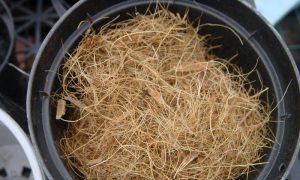 Escolha sem Erro: Guia Completo dos 7 Melhores Substratos para Orquídeas - Imagem do artigo