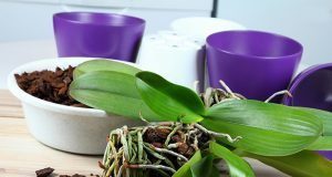 Descubra como as orquídeas Phalaenopsis absorvem nutrientes e melhore sua adubação - Imagem do artigo