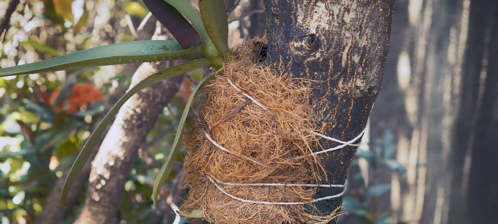 Tudo o que você precisa saber para reconhecer uma orquídea saudável - Imagem do artigo original