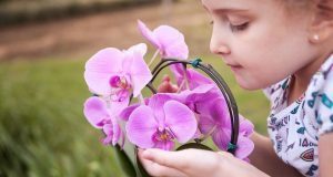 Guia Completo: ensine crianças a cuidar de orquídeas Phalaenopsis sem erro - Imagem do artigo