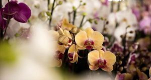 Orquídeas Phalaenopsis Kolibri: descubra a cor ideal para fechar o ano com energia renovada - Imagem do artigo