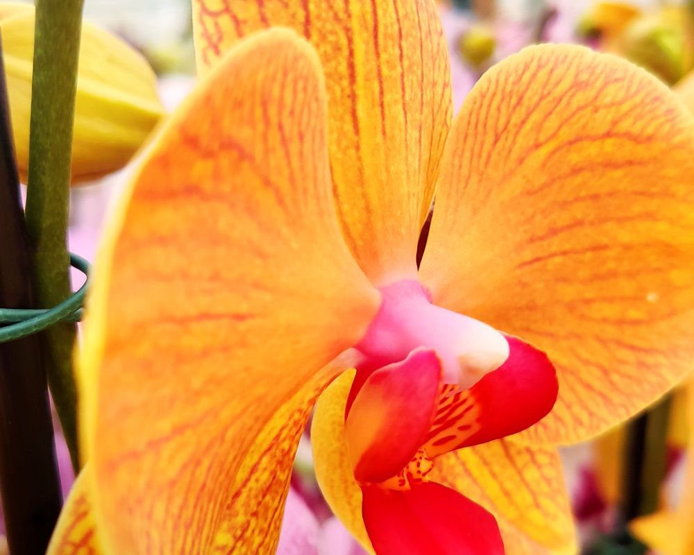 Orquídea Phalaenopsis Amarela: guia completo para cultivar, decorar e não errar na escolha - Imagem do artigo original
