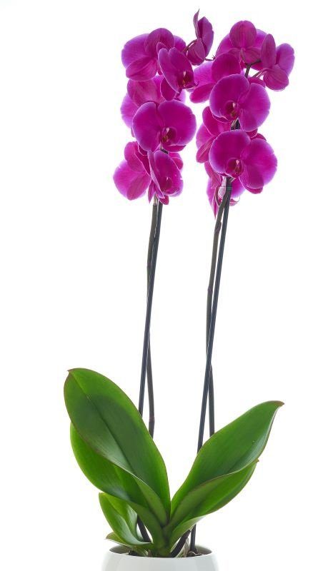 Descubra o significado das 5 cores de orquídea Phalaenopsis antes de presentear - Imagem do artigo