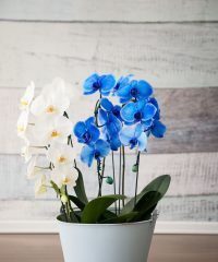 Orquídea Azul: vale a pena investir na flor tendência que replica o Pantone Classic Blue? - Imagem do artigo
