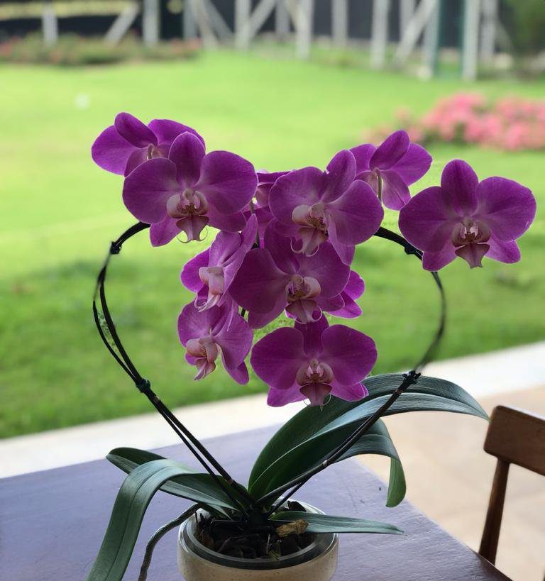 Guia completo: por que a Orquídea Phalaenopsis Lilás é o presente ideal no Agosto Lilás - Imagem do artigo original