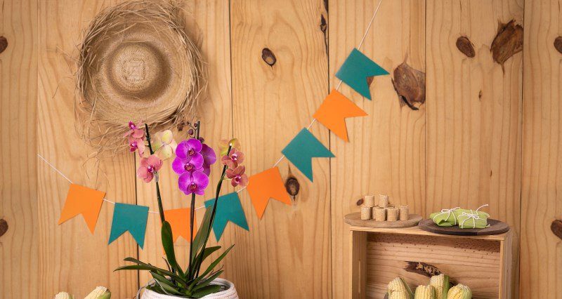 Orquídeas em Junho: transforme 5 datas marcantes em presentes que impressionam - Imagem do artigo original