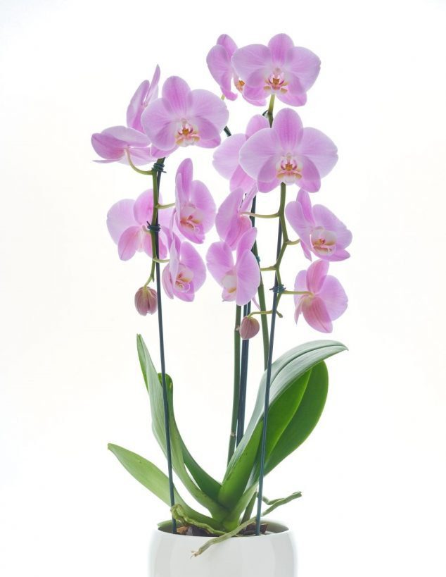 Descubra a Linha Laris: orquídeas e suculentas que combinam com seu signo - Imagem do artigo original