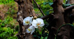 orquideas em tronco seco