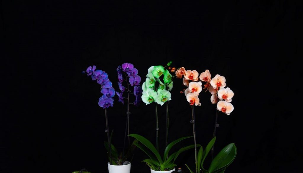 Orquídea Phalaenopsis: guia completo para acertar na decoração de festas - Imagem do artigo original