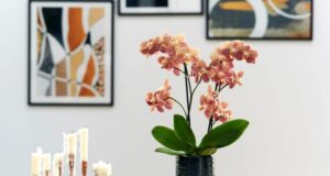 como cuidar de orquídeas para iniciantes