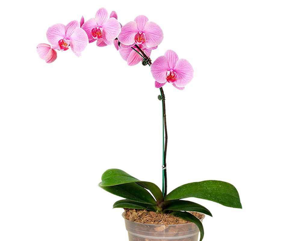 Descubra o vaso ideal para sua orquídea: guia completo com prós, contras e comparativos - Imagem do artigo original