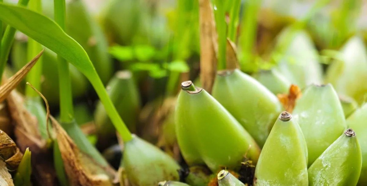 Tudo sobre a Bifrenaria harrisoniae: guia definitivo para acertar no cultivo - Imagem do artigo original
