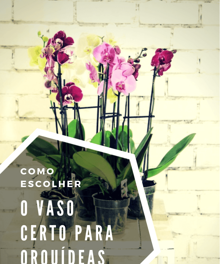 Escolha o vaso ideal para sua orquídea e evite erros de cultivo - Imagem do artigo original